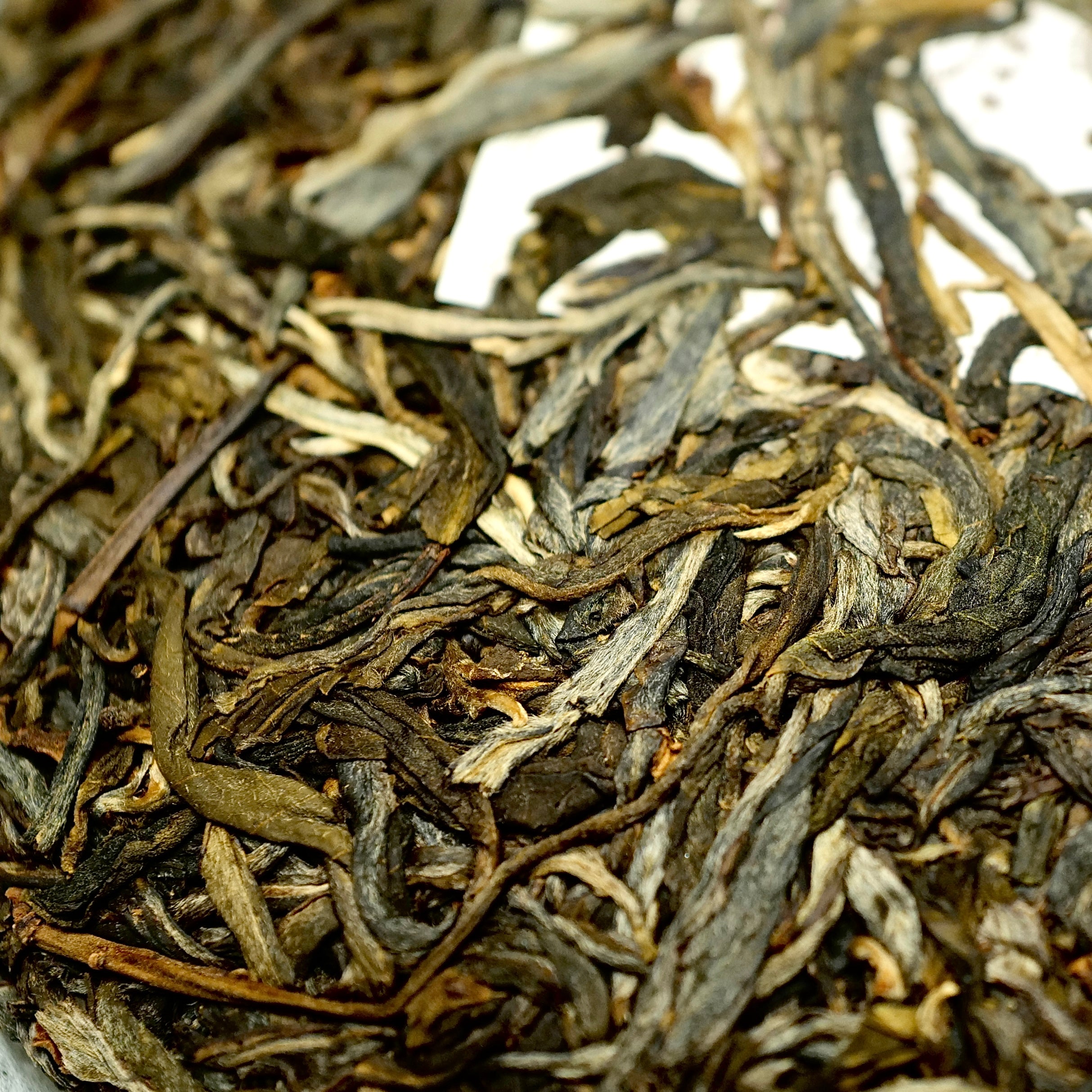 SCAFTEA SELECTED 2019 Genuine Xigui Gushu Raw Puerh Tea 純正昔歸古樹生普洱茶